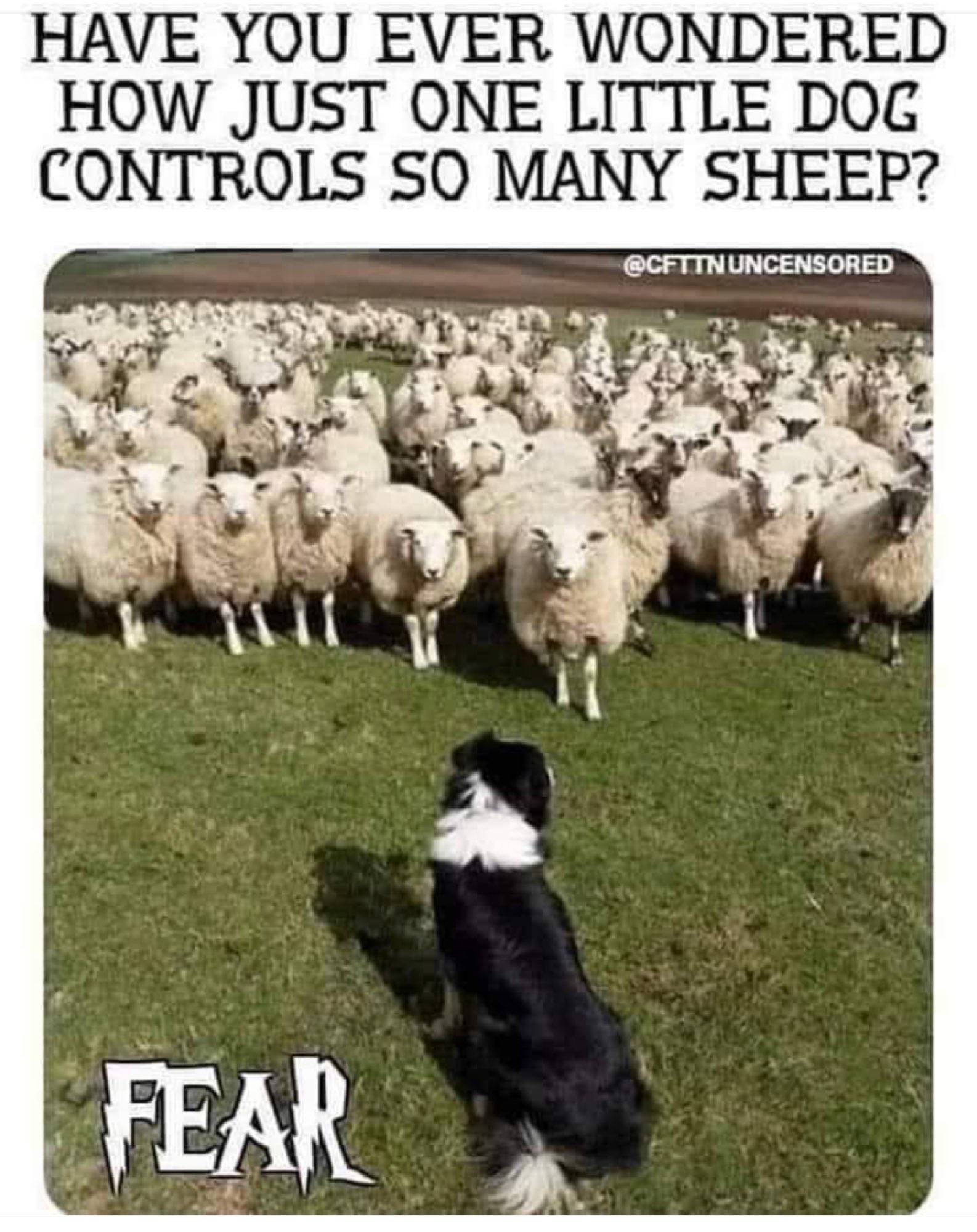 Sheep – It's a Crazy World